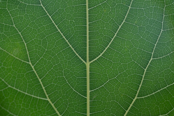 A close-up photograph of a green leaf showcasing its intricate vein patterns and textures.