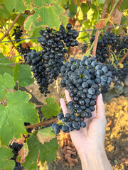 Hand Holding Ripe Black Grapes on Vine in Vineyard During Harvest Season