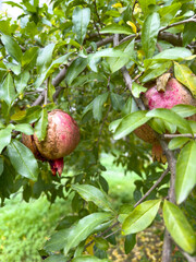 growing pomegranates on tree Branch. fruit harvest background