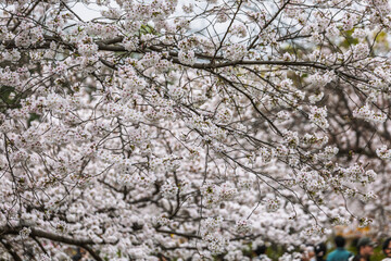 Close-up of delicate cherry blossoms in full bloom.  The branches laden with white flowers create a...