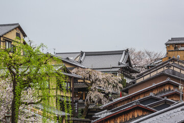 Traditional Japanese houses with intricate roofs and cherry blossoms in full bloom.  A picturesque...