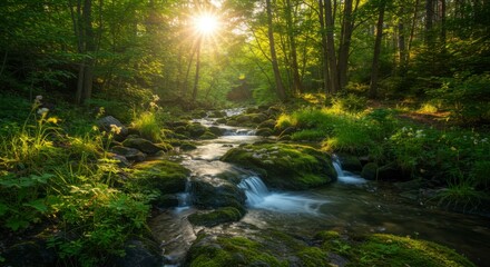 Fototapeta premium Sunlit forest stream. Lush green woods