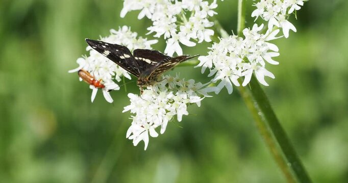 Araschnia levana - A delightful little map butterfly flapping its wings, perched on hogweed flowers

