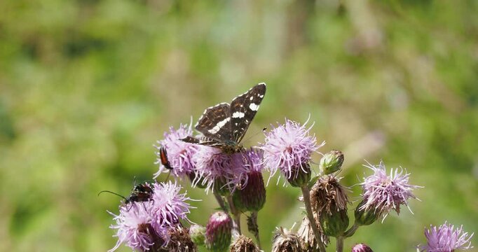 A little map butterfly - Araschnia levana - with a splendid colorful appearance gathering nectar from thistle flowers

