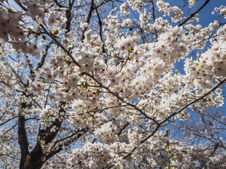 Close-up view of delicate cherry blossoms in full bloom against a clear blue sky.  The branches are laden with clusters of pristine white flowers, creating a breathtaking springtime scene.