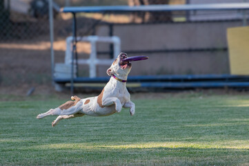Pitbull in mid-air about to catch a disk