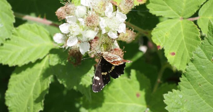 A beautiful little map butterfly - Araschnia levana - frantically gorging on the nectar of wild blackberry flowers (Rubus fruticosus) in South Germany