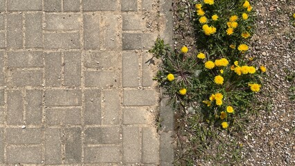 
The photograph shows a sidewalk with yellow dandelions planted along the edge.