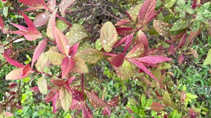 Fresh Dew on Vibrant Autumn Leaves – Nature Close-Up