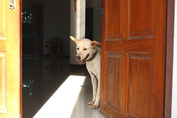 Happy adopted dog peeking through open wooden door, smiling in warm morning light