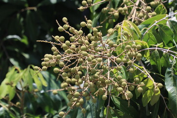 longan fruit