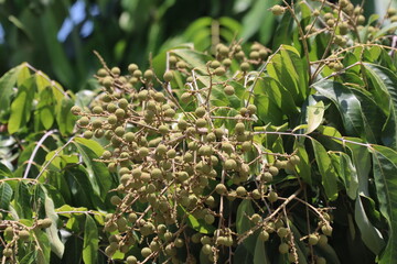 longan fruit