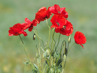 Wild red poppy flowers on the field