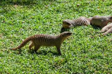 A group of Banded Mongoose -Mungos mungo- being caring an playful on a lawn in Northern Namibia.