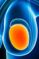 X-ray anterior or front view of human testicles or testes closeup 3D rendering illustration with body contours. Anatomy, organ of male reproductive system, medical, biology, healthcare concepts.