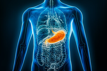 X-ray anterior or front view of human stomach 3D rendering illustration with male body contours. Anatomy, organ of digestive system, medical, biology, science, healthcare concepts.