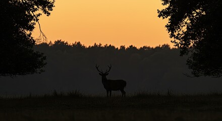 silhouette of a deer