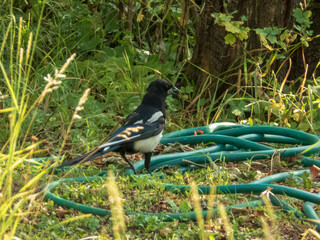 An European magpie with striking black and white plumage stands on the grass next to a coiled green hose, surrounded by lush green foliage and sunlit weeds.