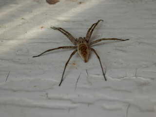 Large Brown Recluse Spider on White Wall