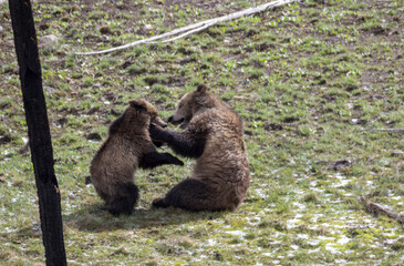 Grizzly Bear Sow and Cub Playing in Springtime in Yellowstone National Park Wyoming