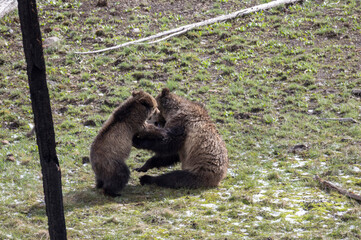 Grizzly Bear Sow and Cub Playing in Springtime in Yellowstone National Park Wyoming