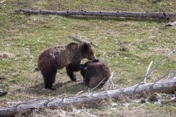 Grizzly Bear Sow and Cub Playing in Springtime in Yellowstone National Park Wyoming