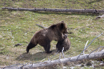 Grizzly Bear Sow and Cub Playing in Springtime in Yellowstone National Park Wyoming