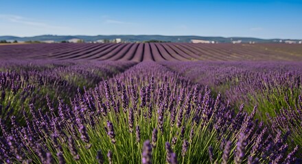 Fototapeta premium Expansive Lavender Field in Bloom Under Clear Blue Sky Provence