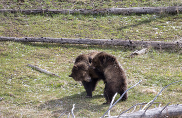 Grizzly Bear Sow and Cub Playing in Springtime in Yellowstone National Park Wyoming