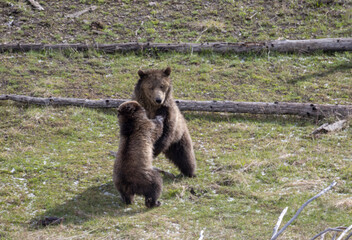 Grizzly Bear Sow and Cub Playing in Springtime in Yellowstone National Park Wyoming