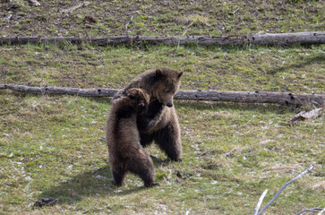 Grizzly Bear Sow and Cub Playing in Springtime in Yellowstone National Park Wyoming