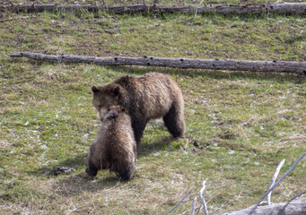 Grizzly Bear Sow and Cub Playing in Springtime in Yellowstone National Park Wyoming