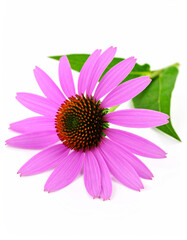Obraz premium Purple Coneflower Closeup of a beautiful Echinacea flower with vibrant petals