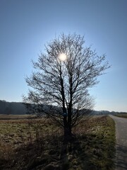 lonely tree in the field