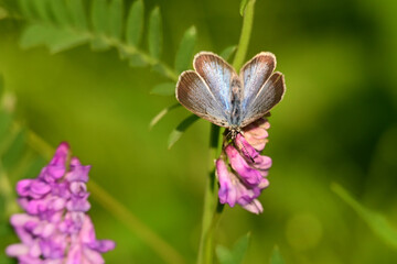 A male Silvery Blue Butterfly on a flower on a Tufted Vetch flower