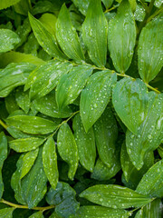 natural texture of green dew-covered leaves