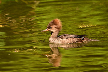 Close up of a baby Hooded Merganser ducking swimming a a pond
