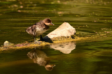 A baby Hooded Merganser ducking sits perched on a floating piece of drift wood