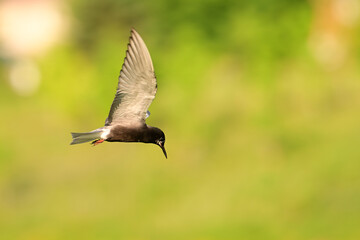 Black Tern bird in flight over water in search of food