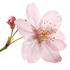 Stunning Pink Cherry Blossom Flower Close-Up: Spring Bloom Photography