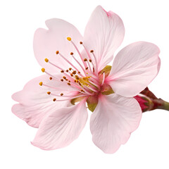 Pink Cherry Blossom: Macro Photography of Delicate Spring Flower - Nature's Beauty
