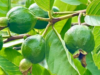 green figs on a tree