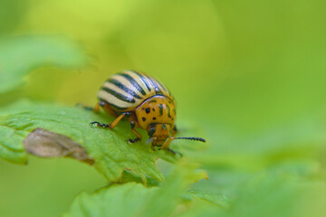 Colorado potato beetle (Leptinotarsa decemlineata) sits on a leaf