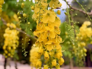 yellow flowers on a tree