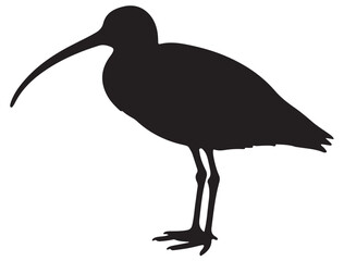  EASTERN CURLEW BIRD SILHOUETTE