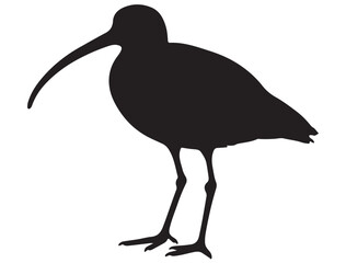 EASTERN CURLEW BIRD SILHOUETTE