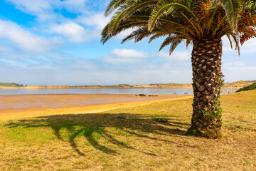 Palm tree on Mogro beach in the north of the Iberian Peninsula, Cantabria.