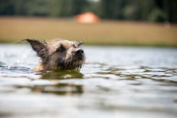 Funny shaggy dog swims in nature. Summer heat, colling