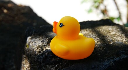 small rubber duck toy, close up of yellow duck toy