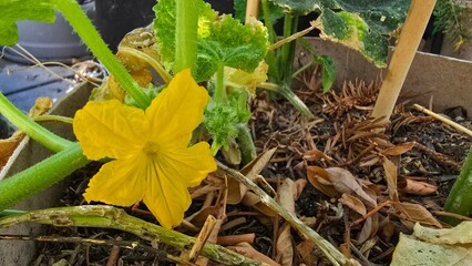A detailed close up of a vibrant yellow flower blooming on a plant